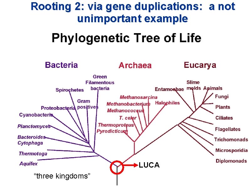 Rooting 2: via gene duplications: a not unimportant example LUCA “three kingdoms” Rooting 2: via gene duplications: a not unimportant example LUCA “three kingdoms”