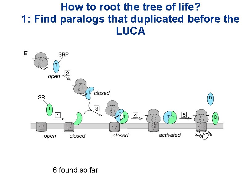 How to root the tree of life? 1: Find paralogs that duplicated before the How to root the tree of life? 1: Find paralogs that duplicated before the