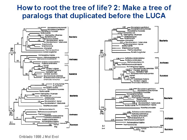 How to root the tree of life? 2: Make a tree of paralogs that How to root the tree of life? 2: Make a tree of paralogs that