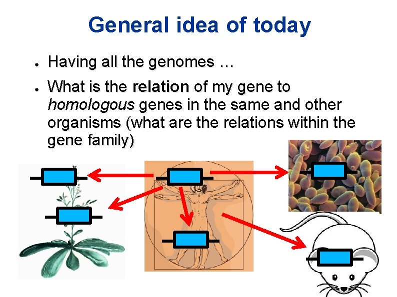 General idea of today ● ● Having all the genomes … What is the General idea of today ● ● Having all the genomes … What is the