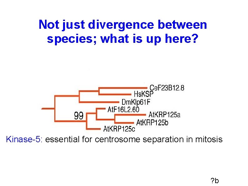 Not just divergence between species; what is up here? Kinase-5: essential for centrosome separation Not just divergence between species; what is up here? Kinase-5: essential for centrosome separation
