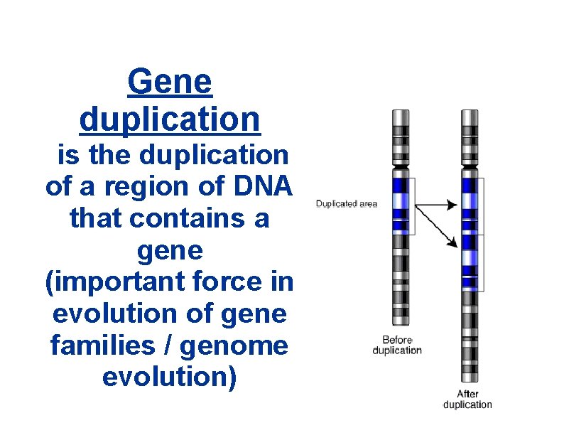 Gene duplication is the duplication of a region of DNA that contains a gene Gene duplication is the duplication of a region of DNA that contains a gene
