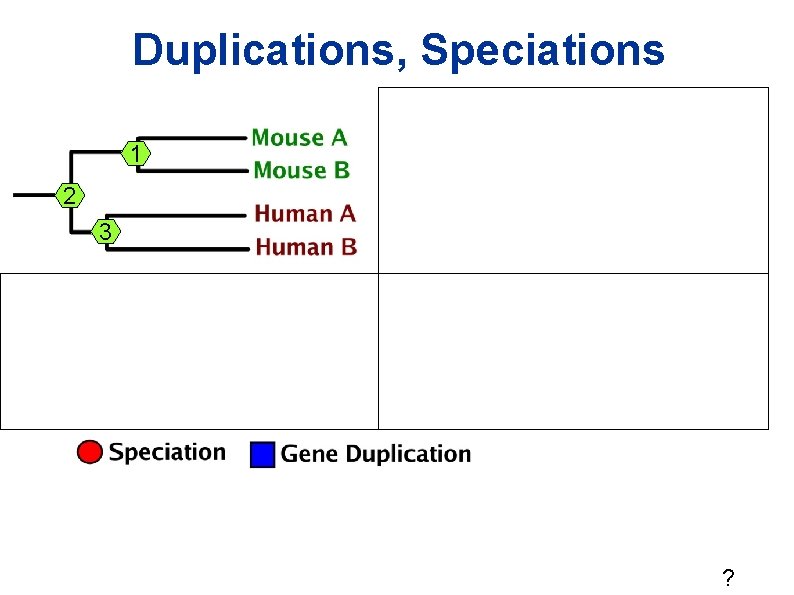 Duplications, Speciations 1 2 3 ? Duplications, Speciations 1 2 3 ?