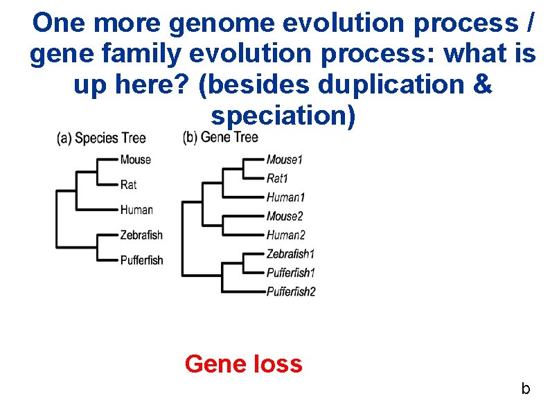 One more genome evolution process / gene family evolution process: what is up here? One more genome evolution process / gene family evolution process: what is up here?