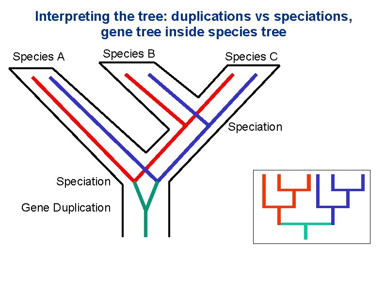 Interpreting the tree: duplications vs speciations, gene tree inside species tree Species A Species Interpreting the tree: duplications vs speciations, gene tree inside species tree Species A Species