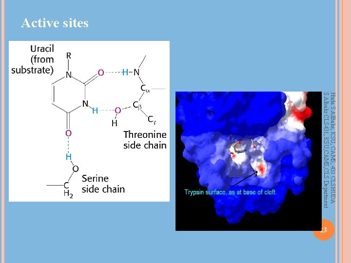 Active sites Huda S. Al. Bake, KSU, CAMS, 431 CLSHUDA S. Albakr CLS 431,