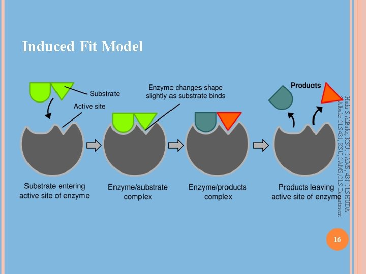 Induced Fit Model Huda S. Al. Bake, KSU, CAMS, 431 CLSHUDA S. Albakr CLS