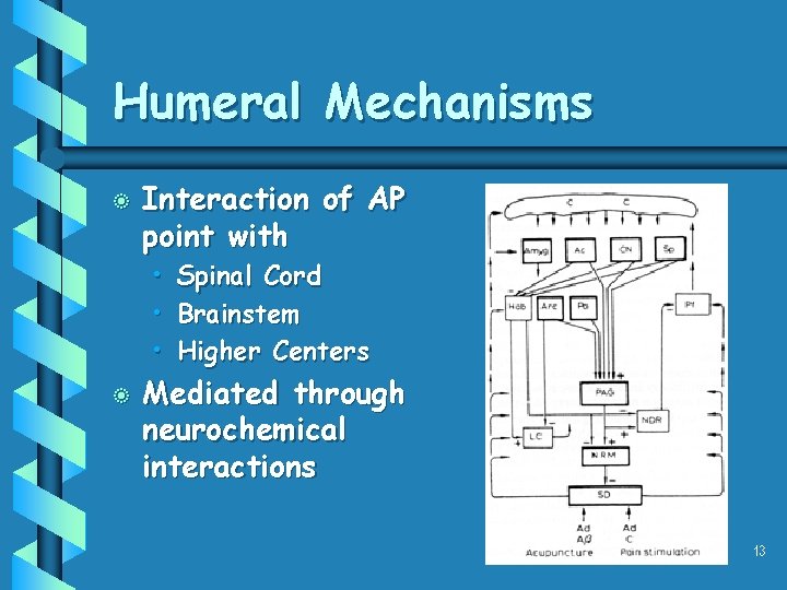 Humeral Mechanisms b Interaction of AP point with • • • b Spinal Cord