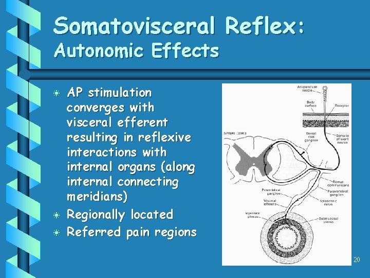 Somatovisceral Reflex: Autonomic Effects b b b AP stimulation converges with visceral efferent resulting