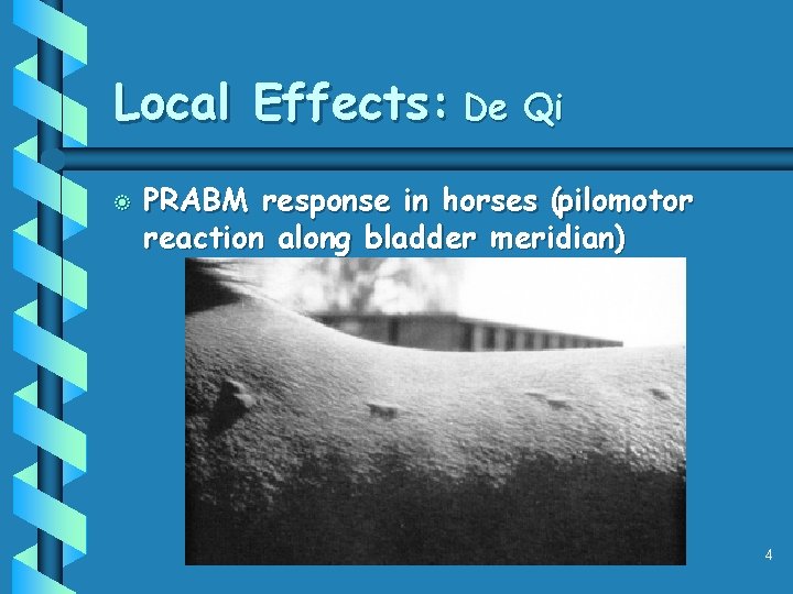 Local Effects: De Qi b PRABM response in horses (pilomotor reaction along bladder meridian)