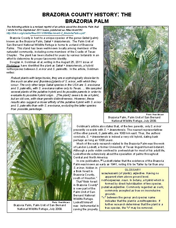 BRAZORIA COUNTY HISTORY: THE BRAZORIA PALM The following article is a revised reprint of