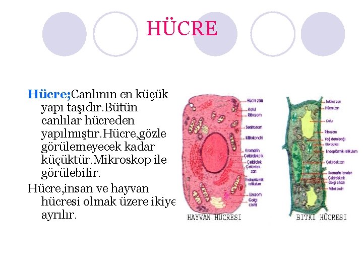 HÜCRE Hücre; Canlının en küçük yapı taşıdır. Bütün canlılar hücreden yapılmıştır. Hücre, gözle görülemeyecek