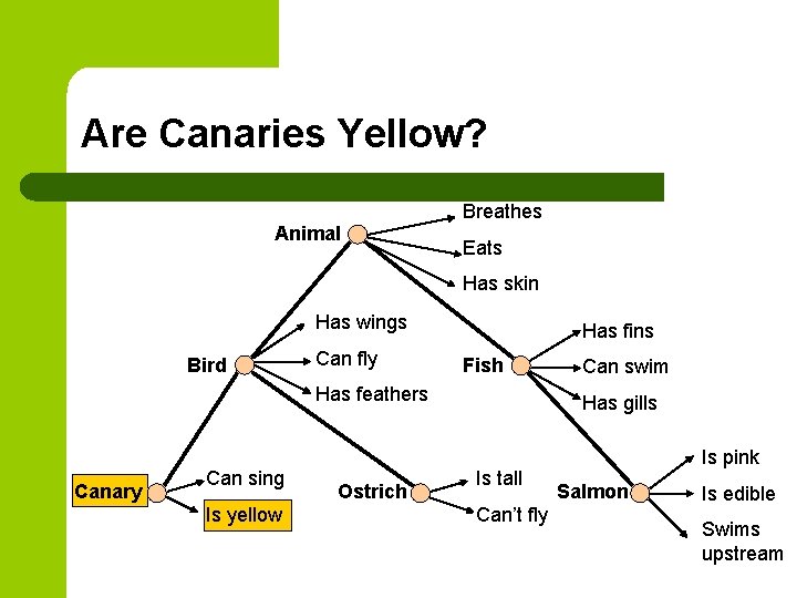 Are Canaries Yellow? Breathes Animal Eats Has skin Has wings Bird Can fly Has