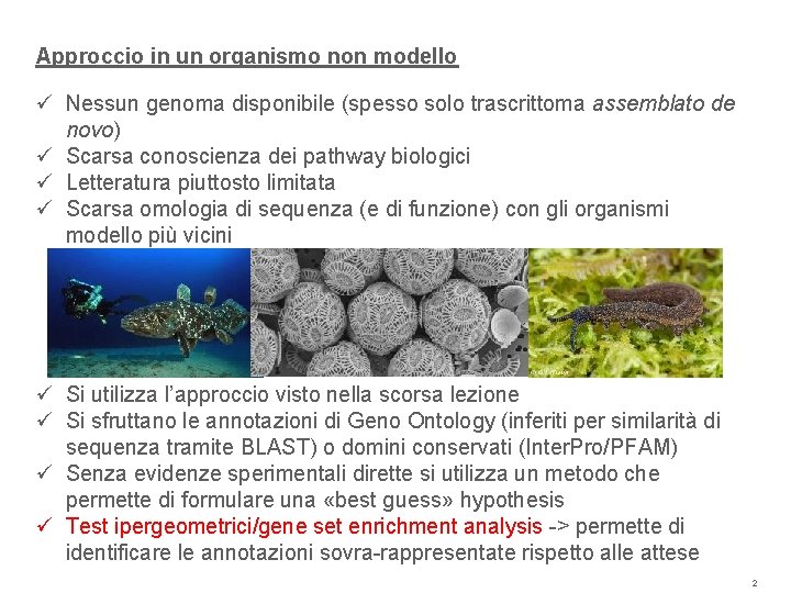 Approccio in un organismo non modello ü Nessun genoma disponibile (spesso solo trascrittoma assemblato Approccio in un organismo non modello ü Nessun genoma disponibile (spesso solo trascrittoma assemblato