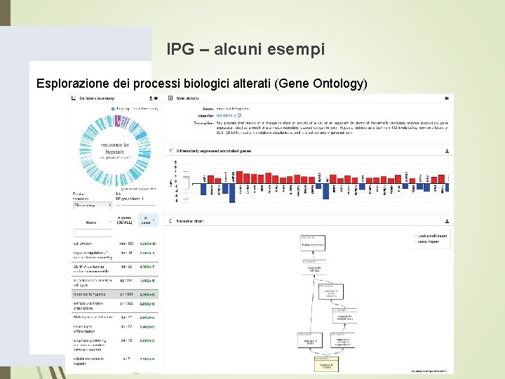 IPG – alcuni esempi Esplorazione dei processi biologici alterati (Gene Ontology) IPG – alcuni esempi Esplorazione dei processi biologici alterati (Gene Ontology)
