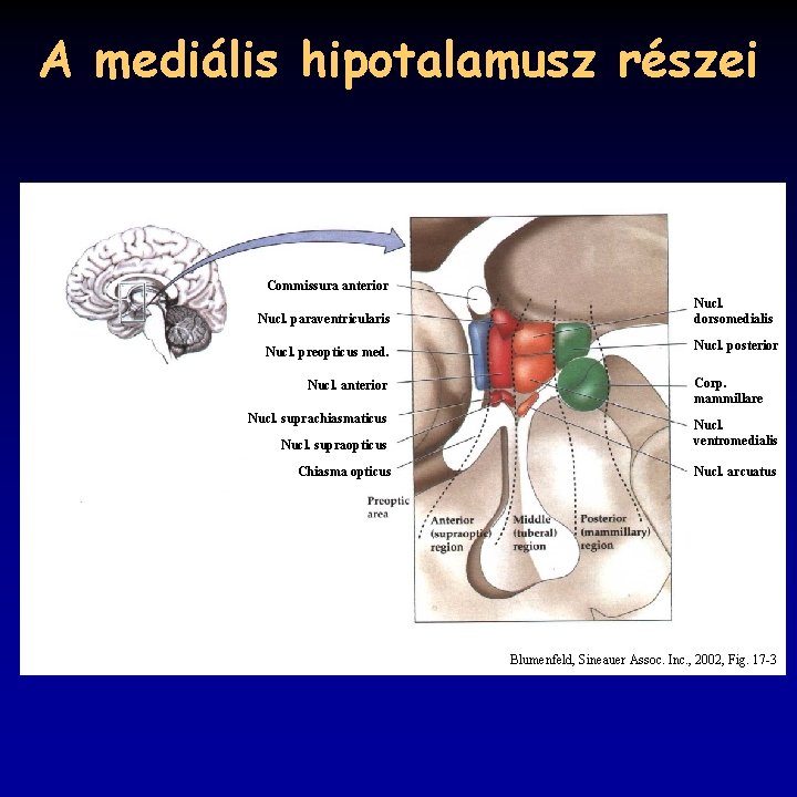 A mediális hipotalamusz részei Commissura anterior Nucl. paraventricularis Nucl. preopticus med. Nucl. anterior Nucl.