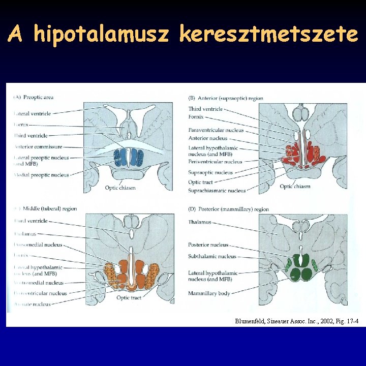 A hipotalamusz keresztmetszete Blumenfeld, Sineauer Assoc. Inc. , 2002, Fig. 17 -4 