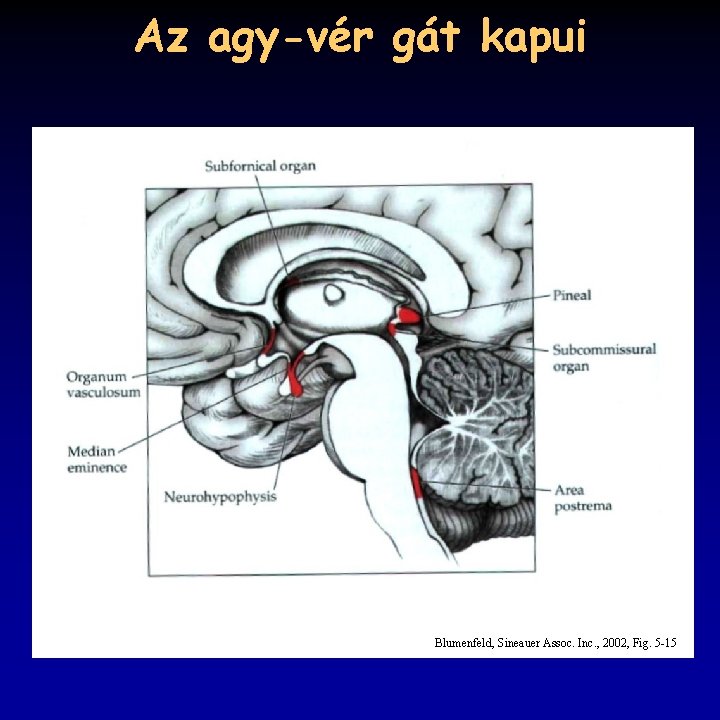 Az agy-vér gát kapui Blumenfeld, Sineauer Assoc. Inc. , 2002, Fig. 5 -15 