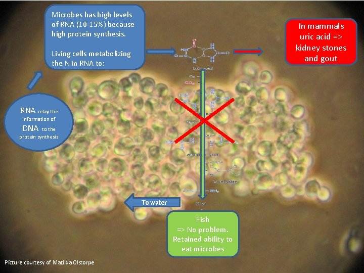 Microbes has high levels of RNA (10 -15%) because high protein synthesis. In mammals Microbes has high levels of RNA (10 -15%) because high protein synthesis. In mammals