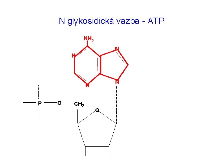 N glykosidická vazba - ATP NH 2 N N P O CH 2 O N glykosidická vazba - ATP NH 2 N N P O CH 2 O