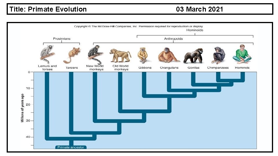 Title: Primate Evolution 03 March 2021 