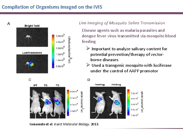 Compilation of Organisms Imaged on the IVIS Live Imaging of Mosquito Saliva Transmission Disease Compilation of Organisms Imaged on the IVIS Live Imaging of Mosquito Saliva Transmission Disease