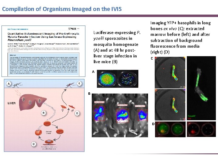 Compilation of Organisms Imaged on the IVIS Luciferase-expressing P. yoelii sporozoites in mosquito homogenate Compilation of Organisms Imaged on the IVIS Luciferase-expressing P. yoelii sporozoites in mosquito homogenate