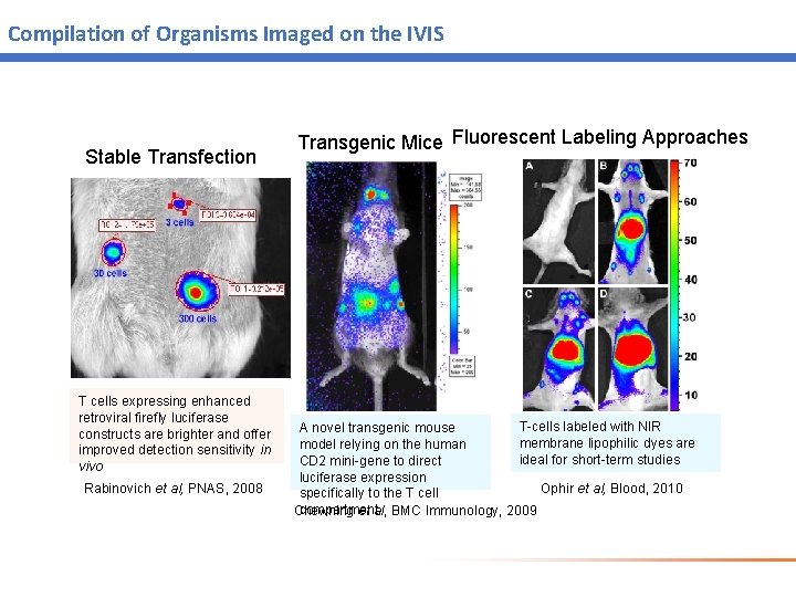 Compilation of Organisms Imaged on the IVIS Stable Transfection T cells expressing enhanced retroviral Compilation of Organisms Imaged on the IVIS Stable Transfection T cells expressing enhanced retroviral