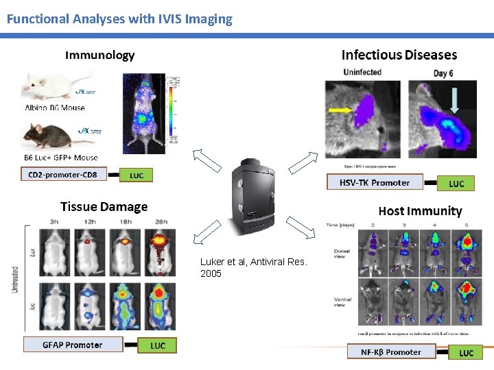 Functional Analyses with IVIS Imaging Luker et al, Antiviral Res. 2005 Functional Analyses with IVIS Imaging Luker et al, Antiviral Res. 2005