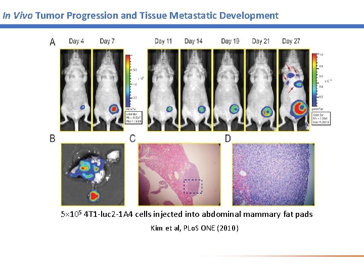 In Vivo Tumor Progression and Tissue Metastatic Development 5× 105 4 T 1 -luc In Vivo Tumor Progression and Tissue Metastatic Development 5× 105 4 T 1 -luc
