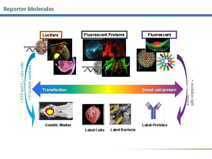 Reporter Molecules + D-luciferin substrate Fluorescent Proteins Fluorescent dyes Transfection Direct cell/protein labeling Label Reporter Molecules + D-luciferin substrate Fluorescent Proteins Fluorescent dyes Transfection Direct cell/protein labeling Label