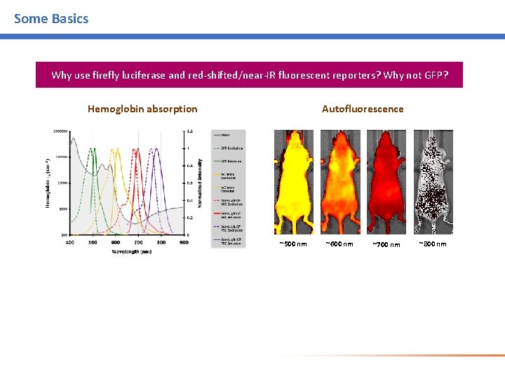 Some Basics Why use firefly luciferase and red-shifted/near-IR fluorescent reporters? Why not GFP? Autofluorescence Some Basics Why use firefly luciferase and red-shifted/near-IR fluorescent reporters? Why not GFP? Autofluorescence