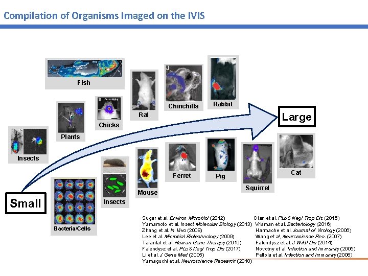 Compilation of Organisms Imaged on the IVIS Fish Chinchilla Rabbit Large Rat Chicks Plants Compilation of Organisms Imaged on the IVIS Fish Chinchilla Rabbit Large Rat Chicks Plants