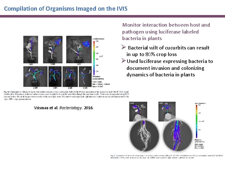 Compilation of Organisms Imaged on the IVIS Monitor interaction between host and pathogen using Compilation of Organisms Imaged on the IVIS Monitor interaction between host and pathogen using