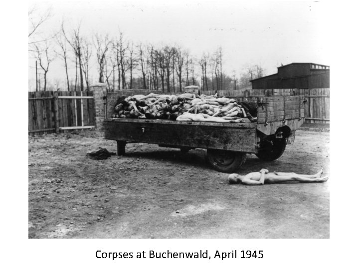 Corpses at Buchenwald, April 1945 