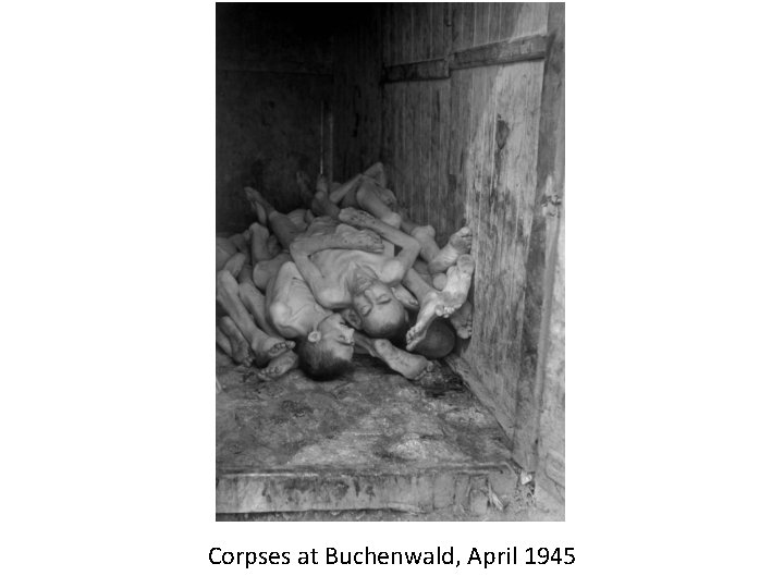 Corpses at Buchenwald, April 1945 