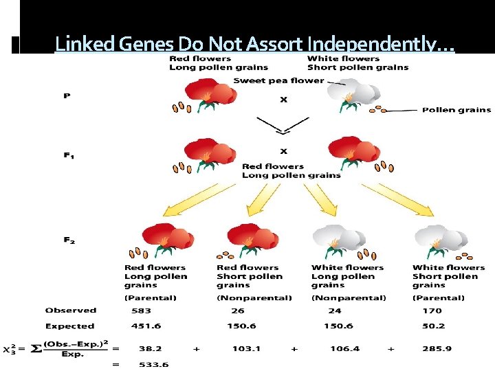 Linked Genes Do Not Assort Independently… 