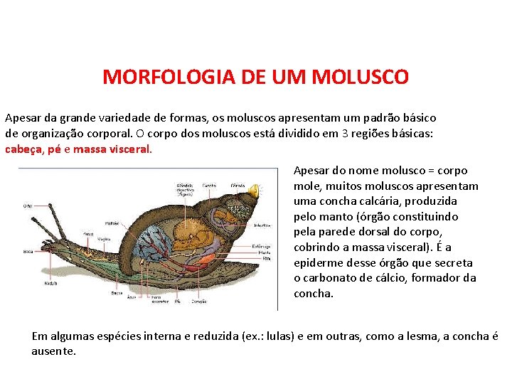 MORFOLOGIA DE UM MOLUSCO Apesar da grande variedade de formas, os moluscos apresentam um