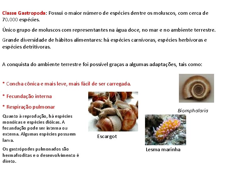 Classe Gastropoda: Possui o maior número de espécies dentre os moluscos, com cerca de