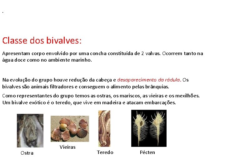 . Classe dos bivalves: Apresentam corpo envolvido por uma concha constituída de 2 valvas.