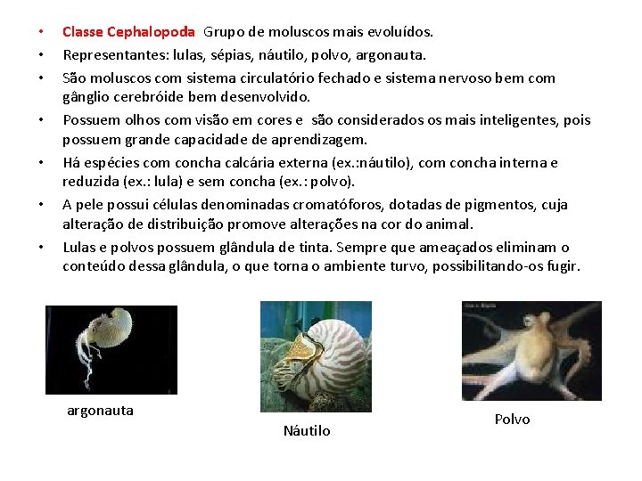  • • Classe Cephalopoda: Grupo de moluscos mais evoluídos. Representantes: lulas, sépias, náutilo,