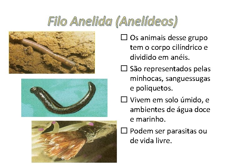 Filo Anelida (Anelídeos) � Os animais desse grupo tem o corpo cilíndrico e dividido Filo Anelida (Anelídeos) � Os animais desse grupo tem o corpo cilíndrico e dividido
