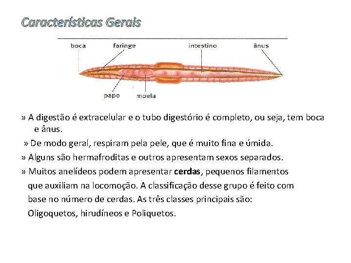 Características Gerais » A digestão é extracelular e o tubo digestório é completo, ou