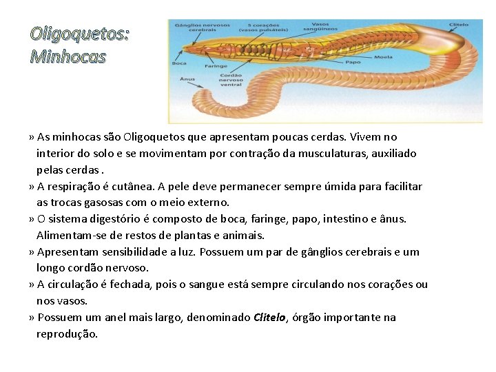 Oligoquetos: Minhocas » As minhocas são Oligoquetos que apresentam poucas cerdas. Vivem no interior