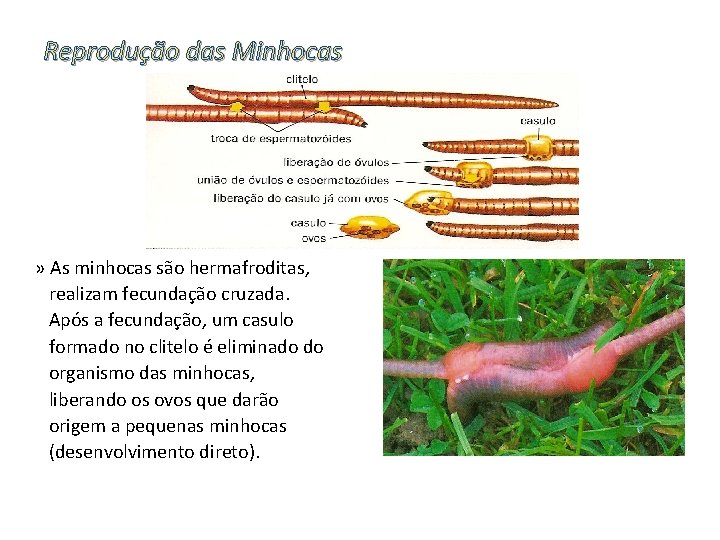 Reprodução das Minhocas » As minhocas são hermafroditas, realizam fecundação cruzada. Após a fecundação,