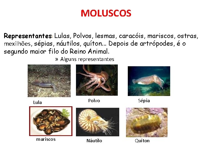 MOLUSCOS Representantes: Lulas, Polvos, lesmas, caracóis, mariscos, ostras, mexilhões, sépias, náutilos, quíton. . .