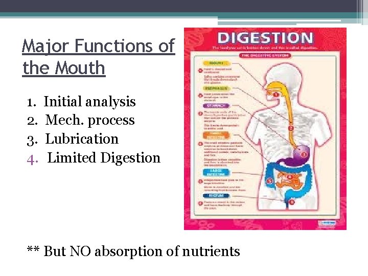 Major Functions of the Mouth 1. Initial analysis 2. Mech. process 3. Lubrication 4.