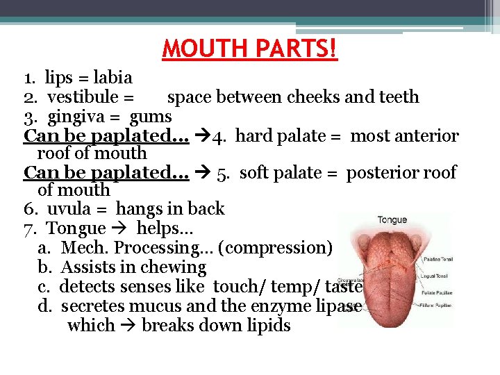 MOUTH PARTS! 1. lips = labia 2. vestibule = space between cheeks and teeth