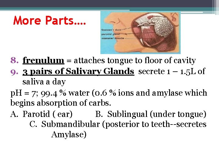 More Parts…. 8. frenulum = attaches tongue to floor of cavity 9. 3 pairs