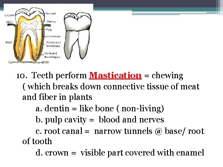 10. Teeth perform Mastication = chewing ( which breaks down connective tissue of meat